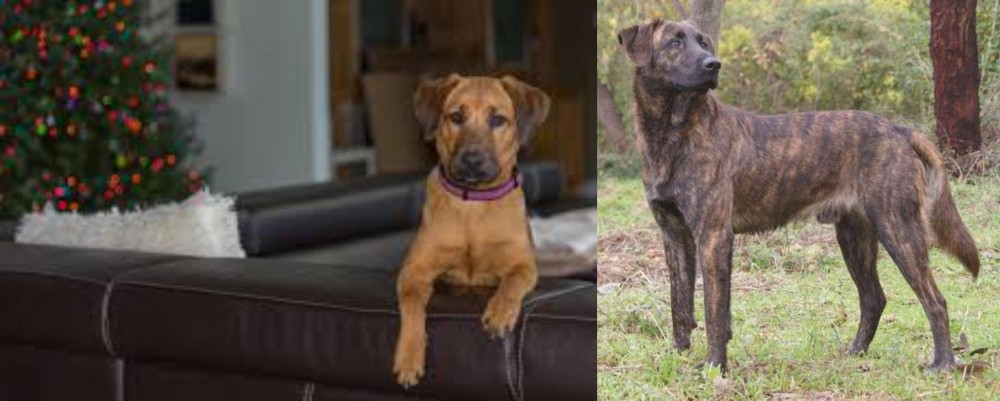 Treeing Tennessee Brindle vs Black Mouth Cur - Breed Comparison