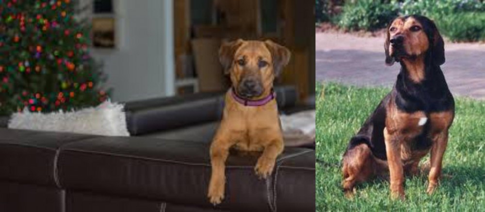 Tyrolean Hound vs Black Mouth Cur - Breed Comparison
