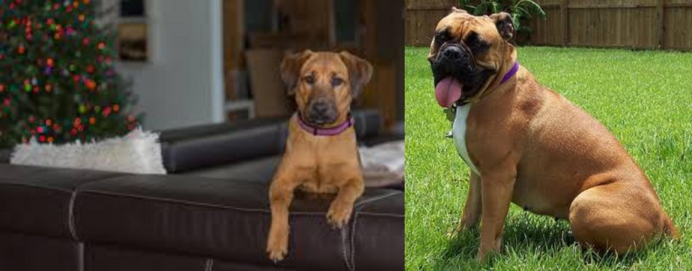 Valley Bulldog vs Black Mouth Cur - Breed Comparison