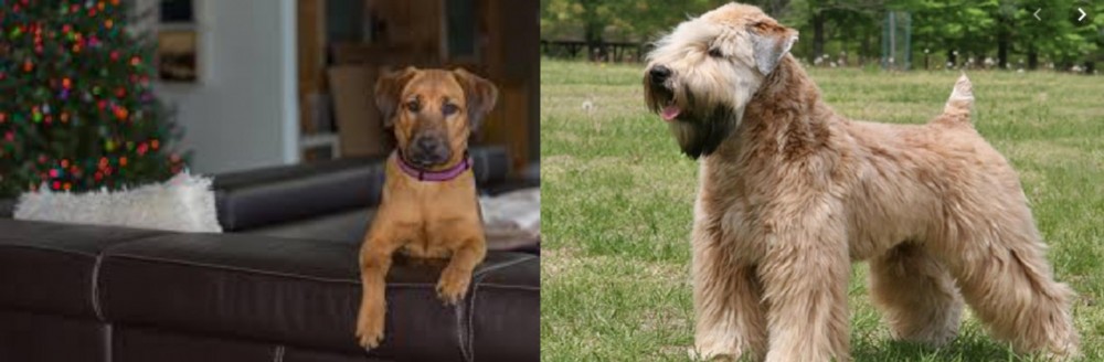 Wheaten Terrier vs Black Mouth Cur - Breed Comparison