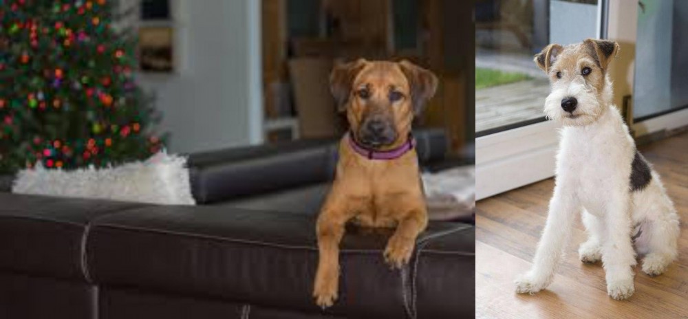 Wire Fox Terrier vs Black Mouth Cur - Breed Comparison
