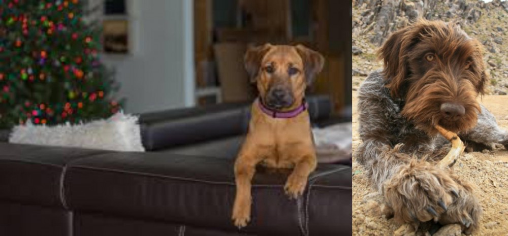 Wirehaired Pointing Griffon vs Black Mouth Cur - Breed Comparison