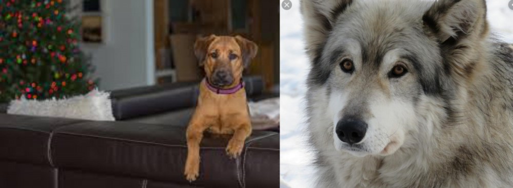 Wolfdog vs Black Mouth Cur - Breed Comparison
