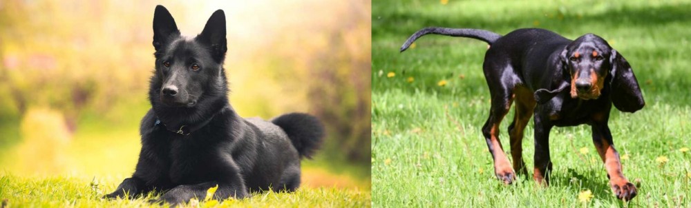 Black and Tan Coonhound vs Black Norwegian Elkhound - Breed Comparison
