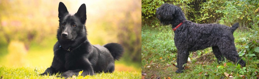 Black Russian Terrier vs Black Norwegian Elkhound - Breed Comparison