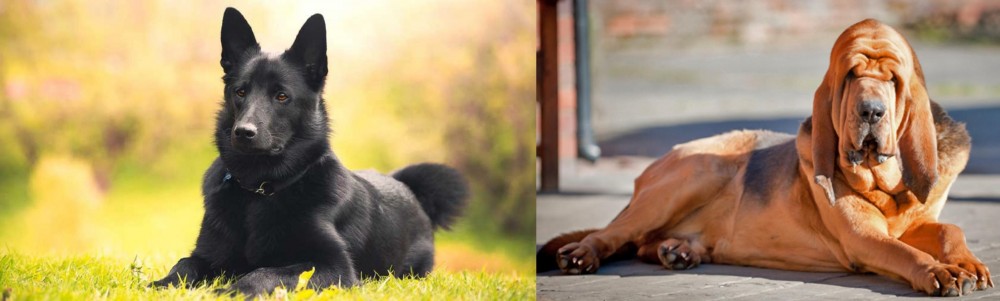 Bloodhound vs Black Norwegian Elkhound - Breed Comparison