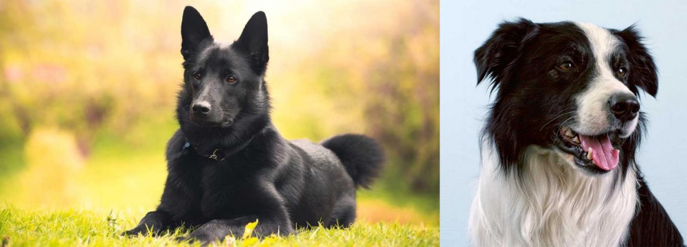 Border Collie vs Black Norwegian Elkhound - Breed Comparison