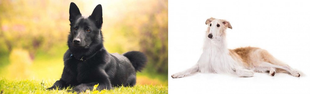 Borzoi vs Black Norwegian Elkhound - Breed Comparison