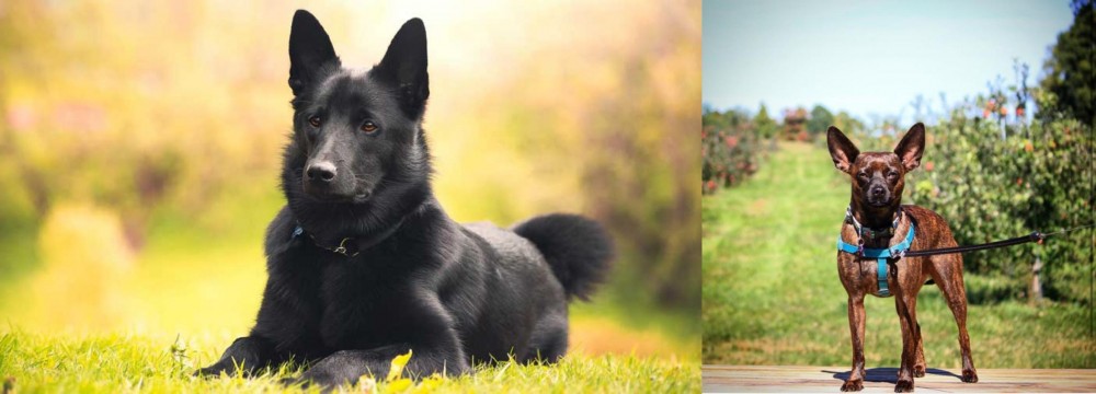Bospin vs Black Norwegian Elkhound - Breed Comparison