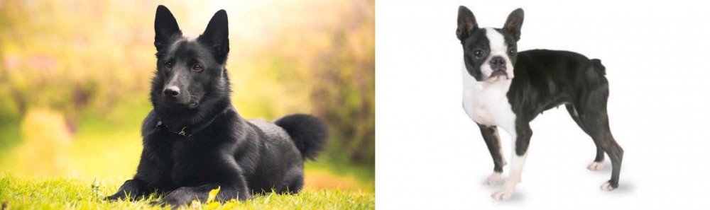 Boston Terrier vs Black Norwegian Elkhound - Breed Comparison