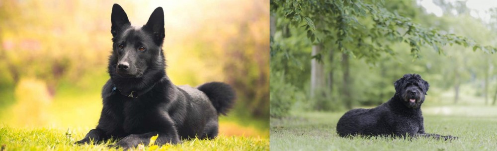 Bouvier des Flandres vs Black Norwegian Elkhound - Breed Comparison
