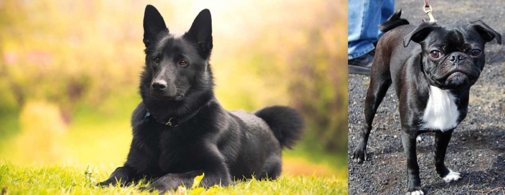 Bugg vs Black Norwegian Elkhound - Breed Comparison