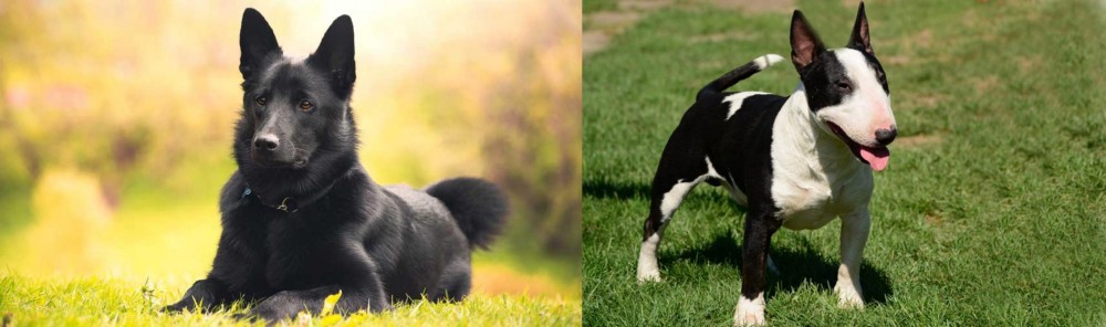 Bull Terrier Miniature vs Black Norwegian Elkhound - Breed Comparison