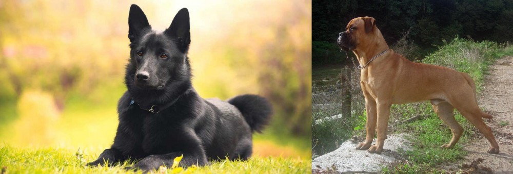 Bullmastiff vs Black Norwegian Elkhound - Breed Comparison