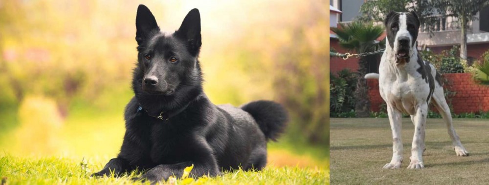 Bully Kutta vs Black Norwegian Elkhound - Breed Comparison