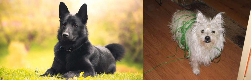 Cairland Terrier vs Black Norwegian Elkhound - Breed Comparison