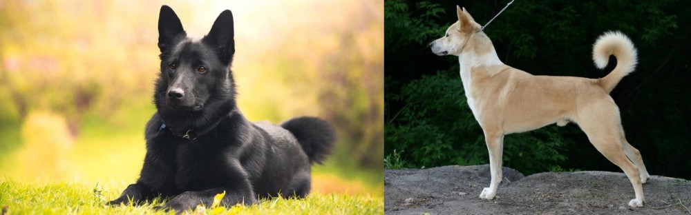 Canaan Dog vs Black Norwegian Elkhound - Breed Comparison