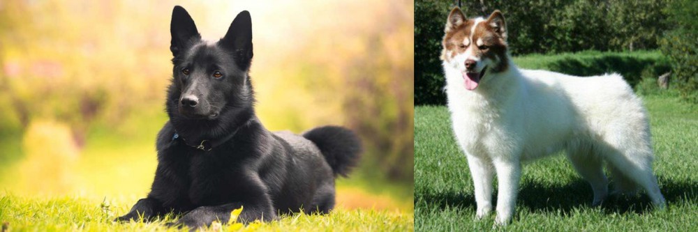 Canadian Eskimo Dog vs Black Norwegian Elkhound - Breed Comparison