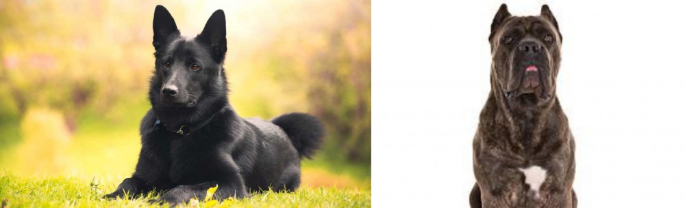 Cane Corso vs Black Norwegian Elkhound - Breed Comparison
