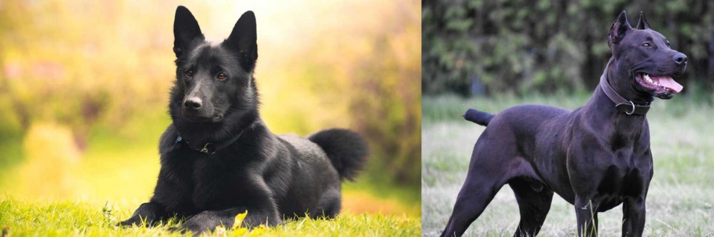 Canis Panther vs Black Norwegian Elkhound - Breed Comparison