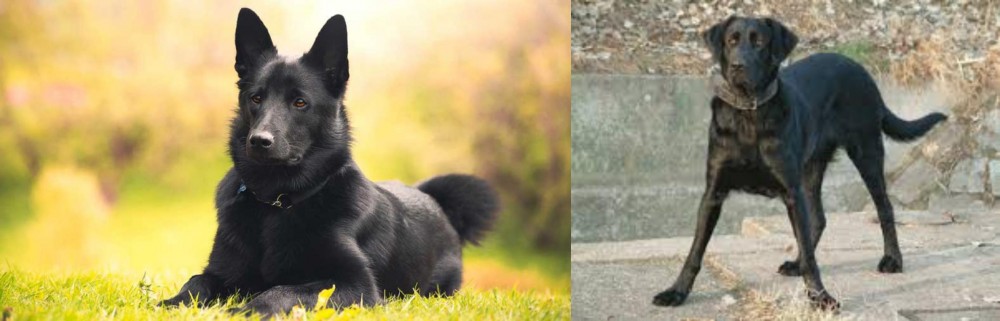 Cao de Castro Laboreiro vs Black Norwegian Elkhound - Breed Comparison