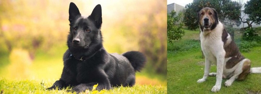 Cao de Gado Transmontano vs Black Norwegian Elkhound - Breed Comparison