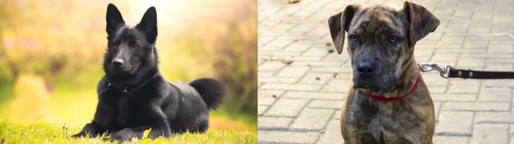 Catahoula Bulldog vs Black Norwegian Elkhound - Breed Comparison