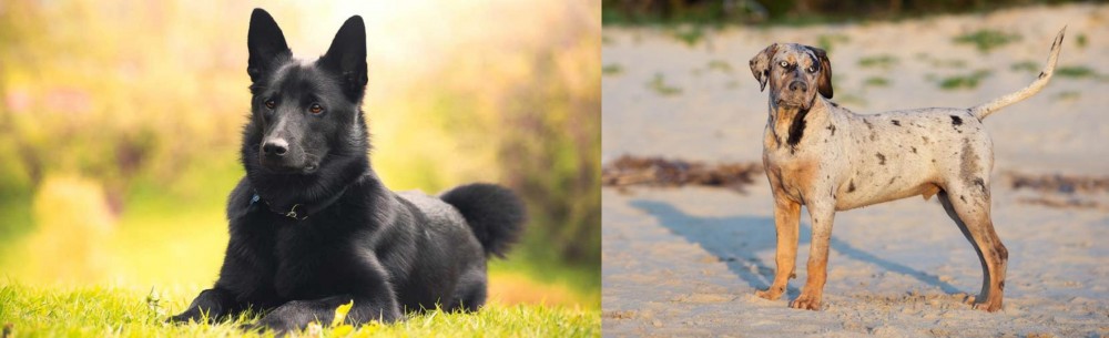 Catahoula Cur vs Black Norwegian Elkhound - Breed Comparison
