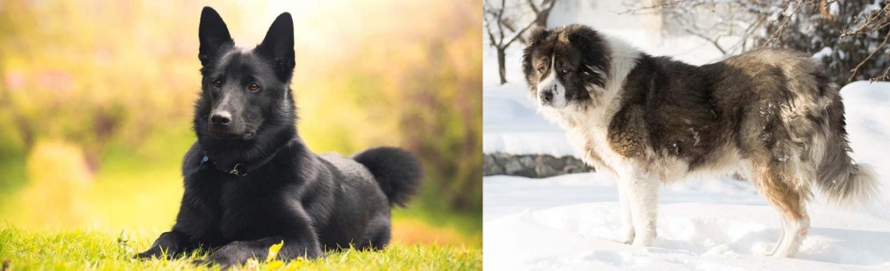 Caucasian Shepherd vs Black Norwegian Elkhound - Breed Comparison