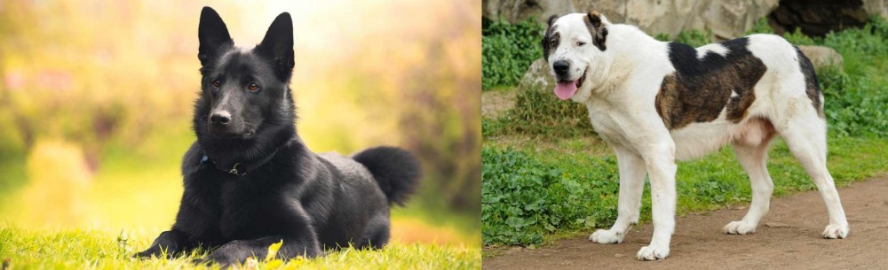 Central Asian Shepherd vs Black Norwegian Elkhound - Breed Comparison
