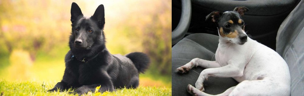 Chilean Fox Terrier vs Black Norwegian Elkhound - Breed Comparison