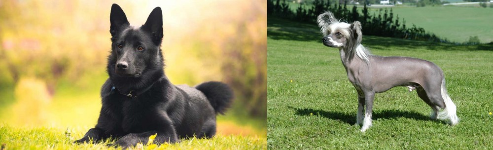 Chinese Crested Dog vs Black Norwegian Elkhound - Breed Comparison