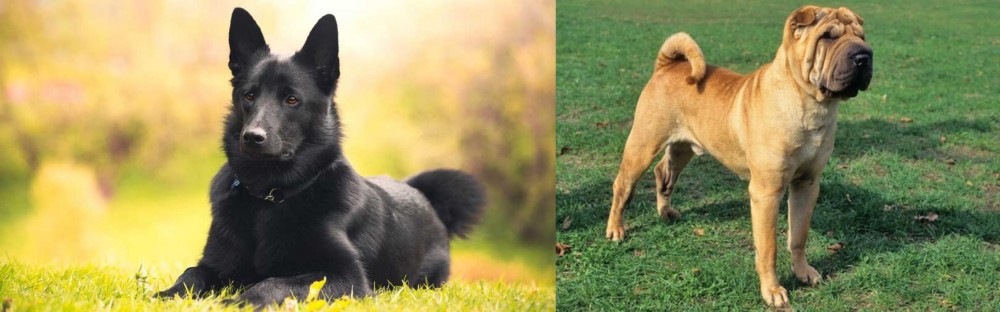 Chinese Shar Pei vs Black Norwegian Elkhound - Breed Comparison