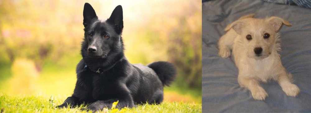 Chipoo vs Black Norwegian Elkhound - Breed Comparison