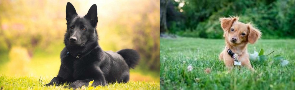 Chiweenie vs Black Norwegian Elkhound - Breed Comparison
