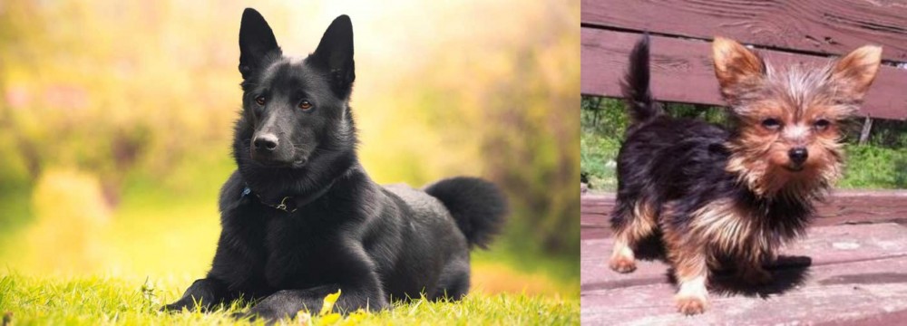 Chorkie vs Black Norwegian Elkhound - Breed Comparison