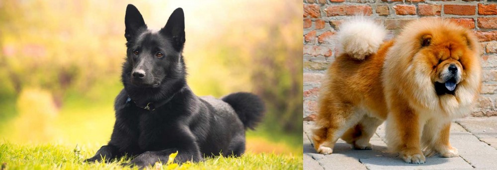 Chow Chow vs Black Norwegian Elkhound - Breed Comparison