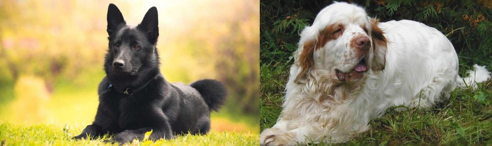 Clumber Spaniel vs Black Norwegian Elkhound - Breed Comparison