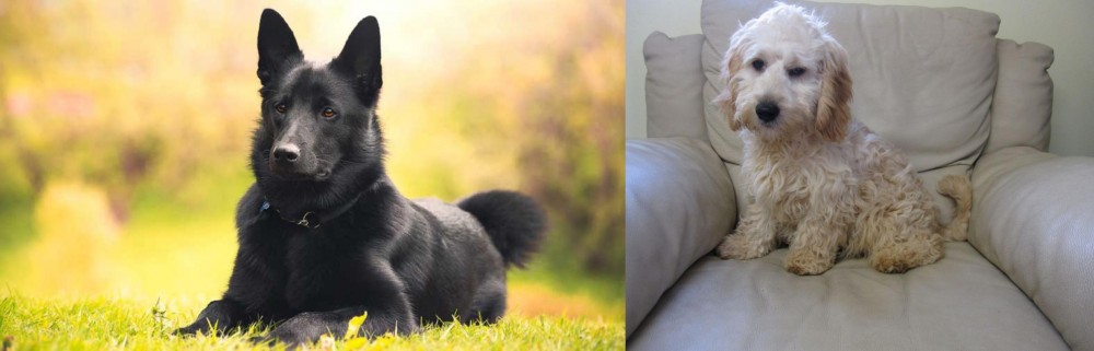 Cockachon vs Black Norwegian Elkhound - Breed Comparison
