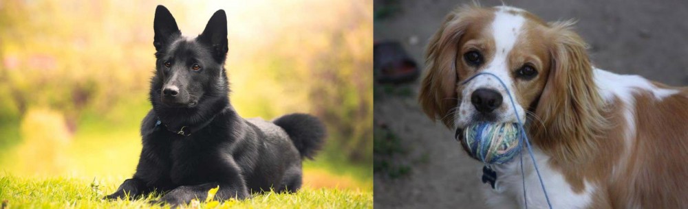 Cockalier vs Black Norwegian Elkhound - Breed Comparison