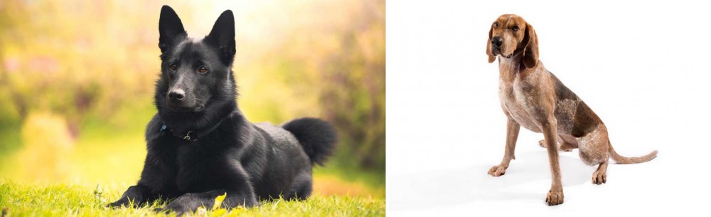 Coonhound vs Black Norwegian Elkhound - Breed Comparison