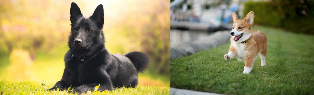 Corgi vs Black Norwegian Elkhound - Breed Comparison