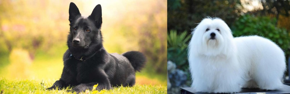 Coton De Tulear vs Black Norwegian Elkhound - Breed Comparison