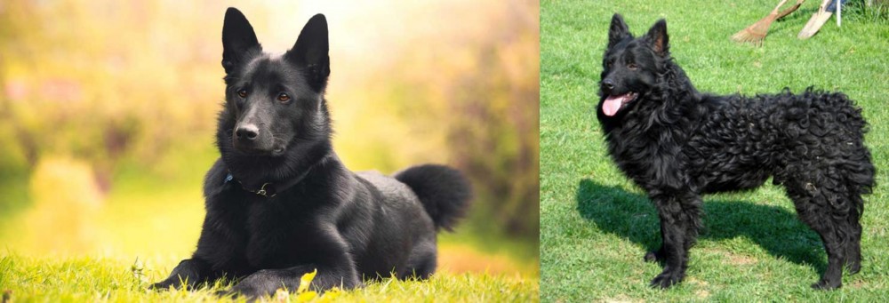 Croatian Sheepdog vs Black Norwegian Elkhound - Breed Comparison