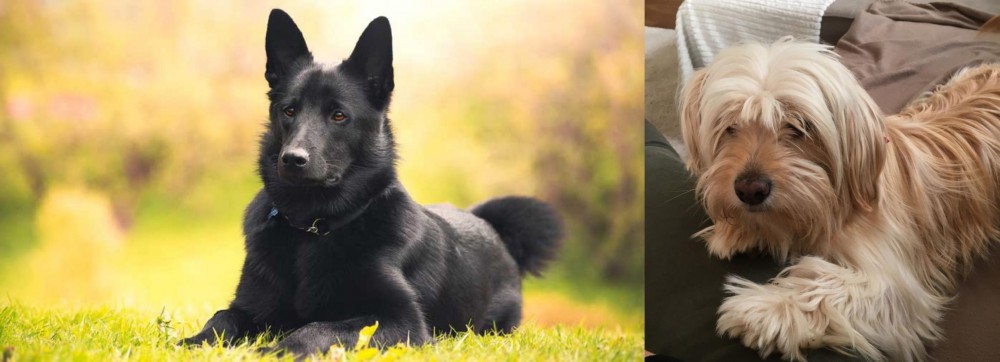 Cyprus Poodle vs Black Norwegian Elkhound - Breed Comparison