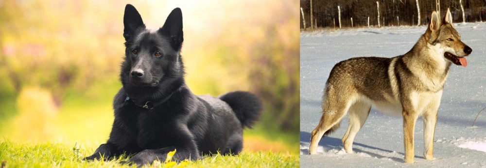 Czechoslovakian Wolfdog vs Black Norwegian Elkhound - Breed Comparison
