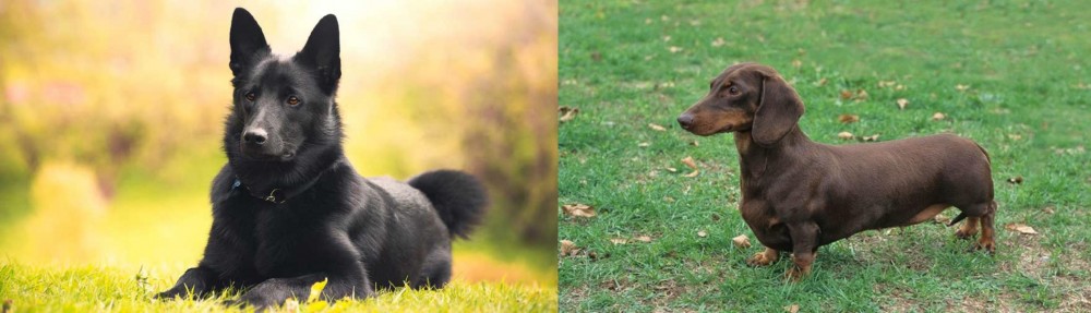 Dachshund vs Black Norwegian Elkhound - Breed Comparison