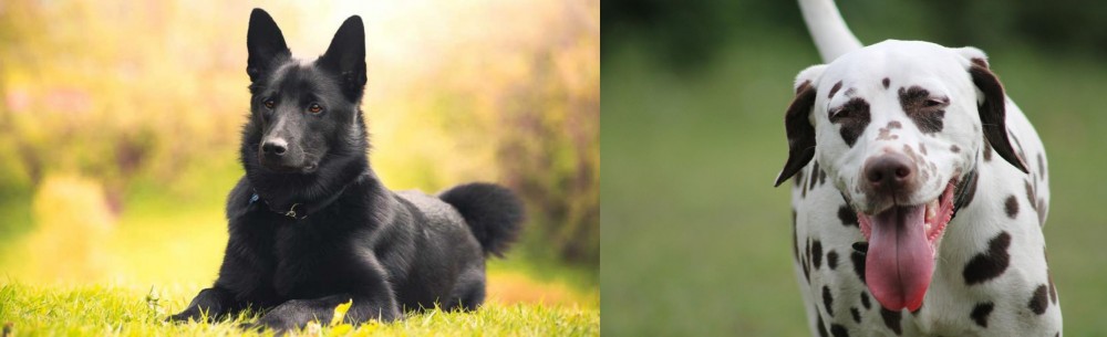 Dalmatian vs Black Norwegian Elkhound - Breed Comparison