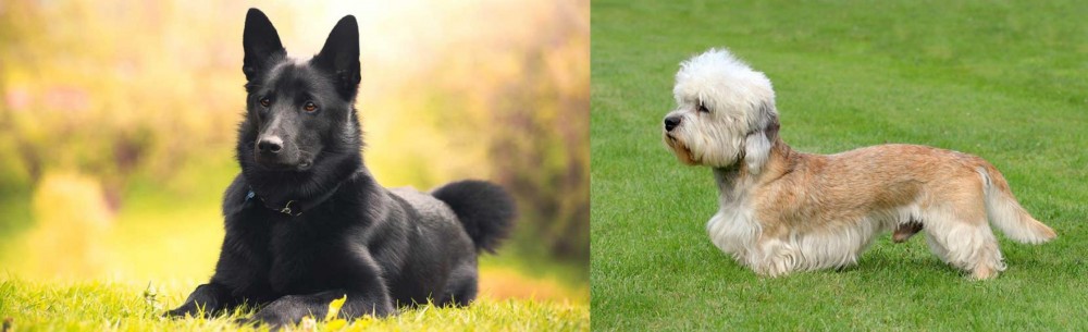 Dandie Dinmont Terrier vs Black Norwegian Elkhound - Breed Comparison