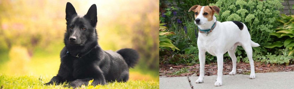 Danish Swedish Farmdog vs Black Norwegian Elkhound - Breed Comparison